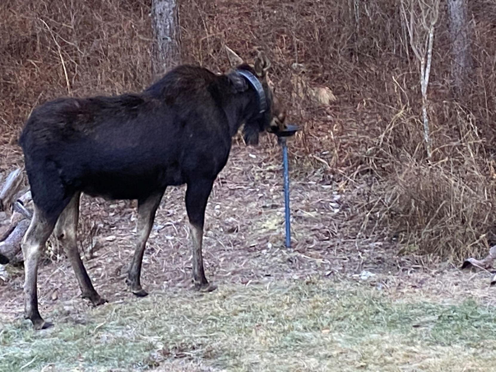 Athol moose